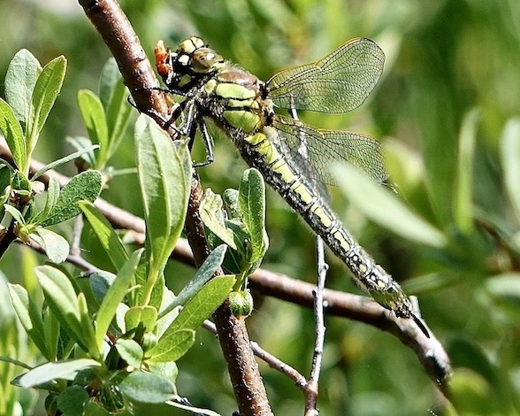 hairy dragonfly